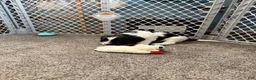 Mixed Breed dogs for sale: Mixed Breed 1 - Ad 2