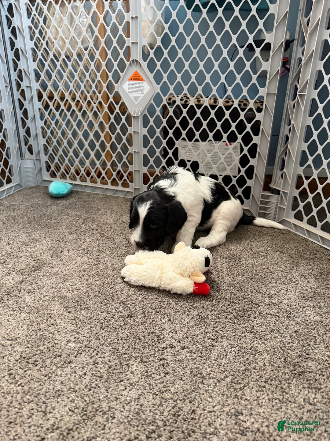 Mixed Breed dogs for sale: Mixed Breed 1 - Ad 2