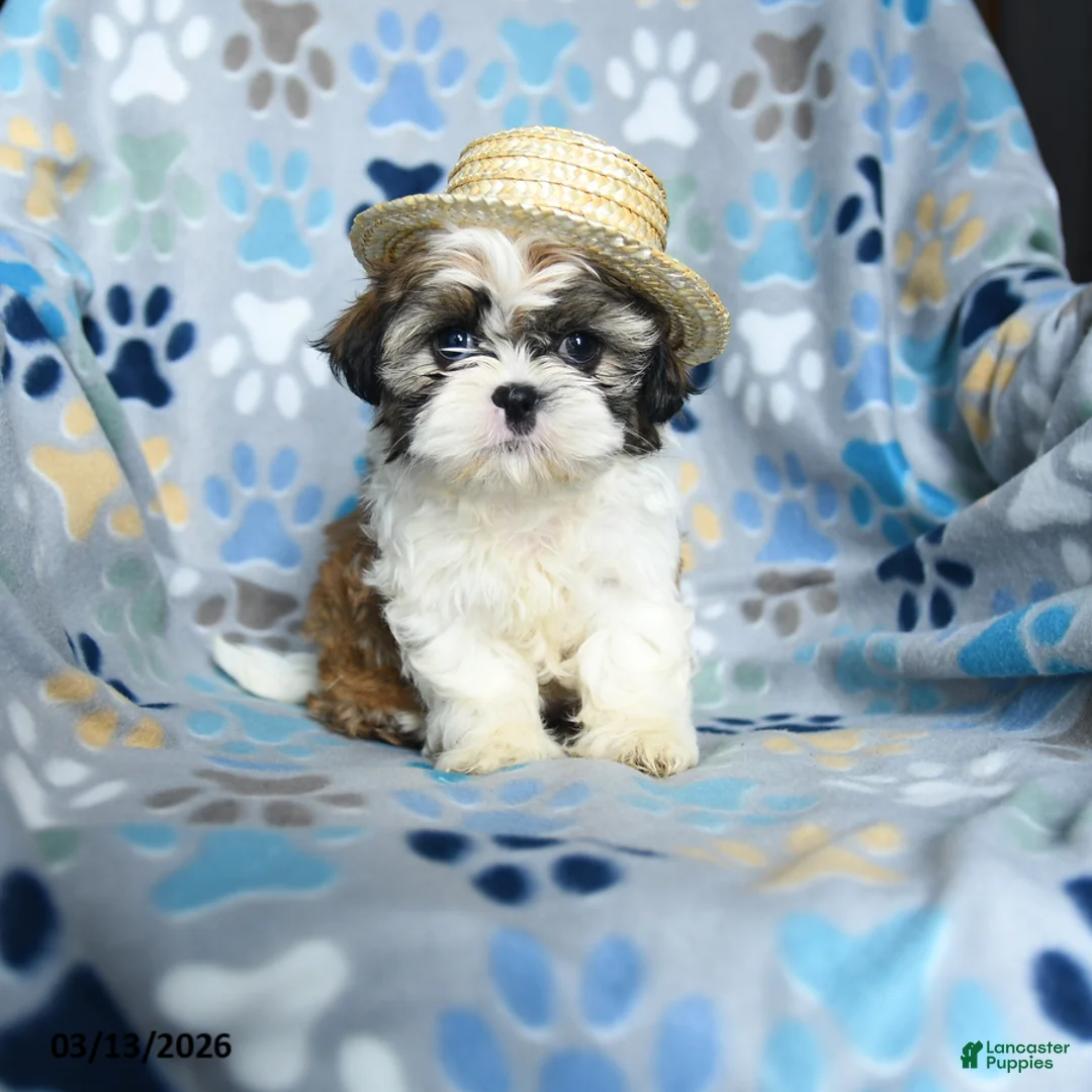 Shih Tzu dogs for sale: Wanda - Ad 2