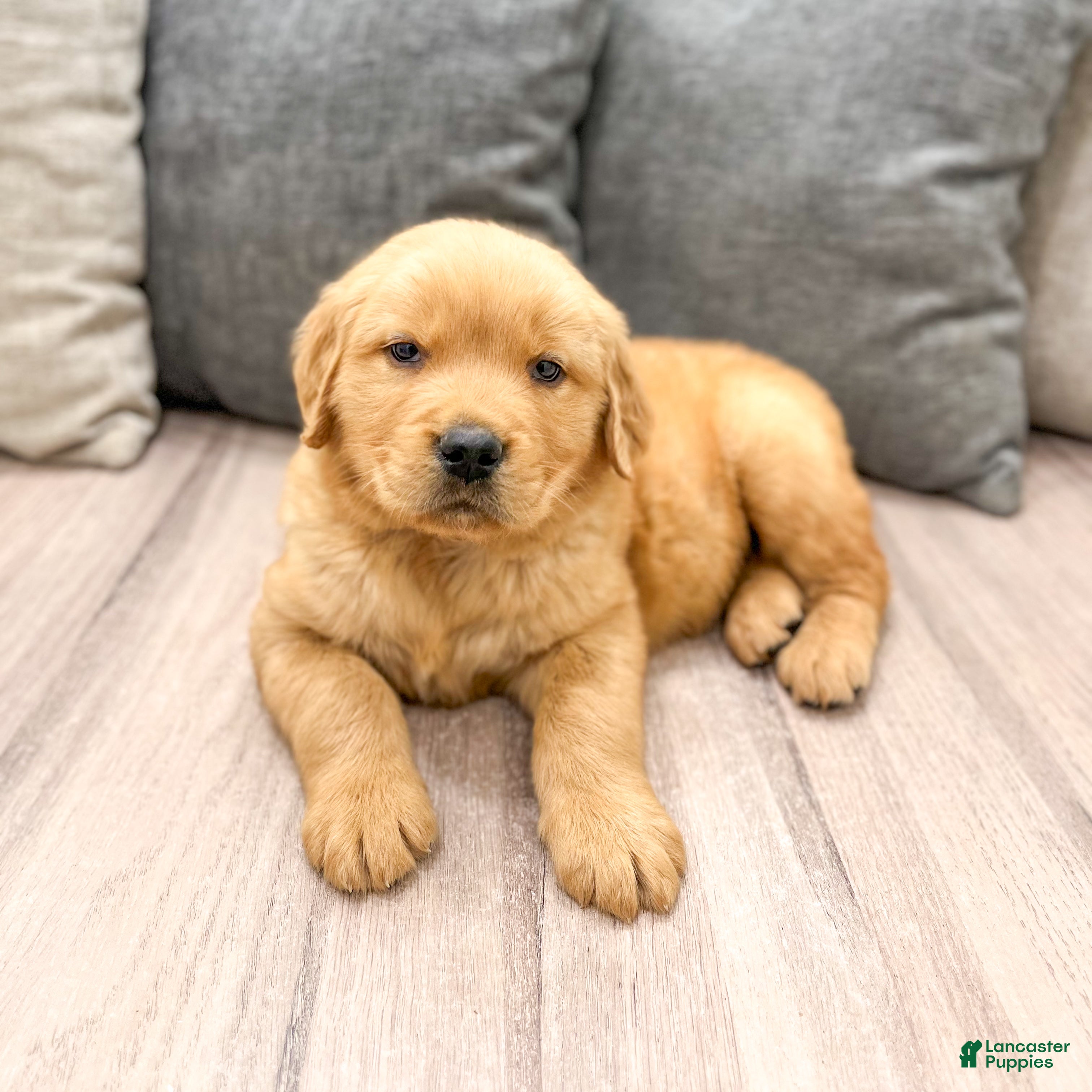 Golden Retriever dogs Tyler - Ad 2