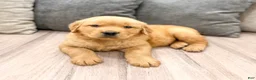 Golden Retriever dogs for sale: Tyler - Ad 2