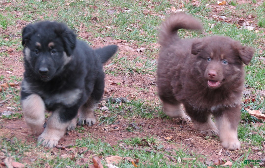 German Shepherd dogs for sale: German Shepherd Puppy 1 - Ad 5