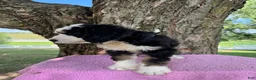 Bernedoodle dogs for sale: Daisy  - Ad 7