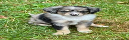 Mini Bernedoodle dogs for sale: Rue - Ad 5