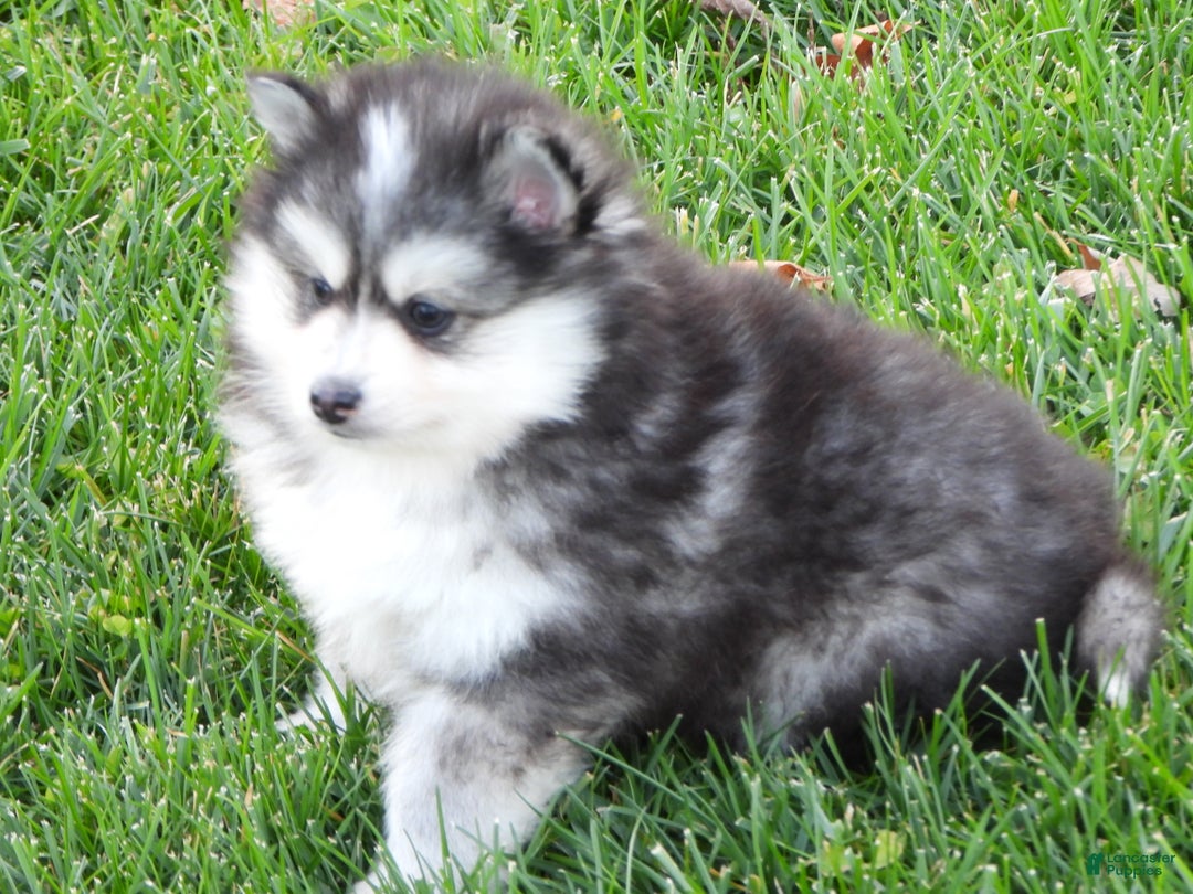 Pomsky dogs for sale: Sparky - Ad 2