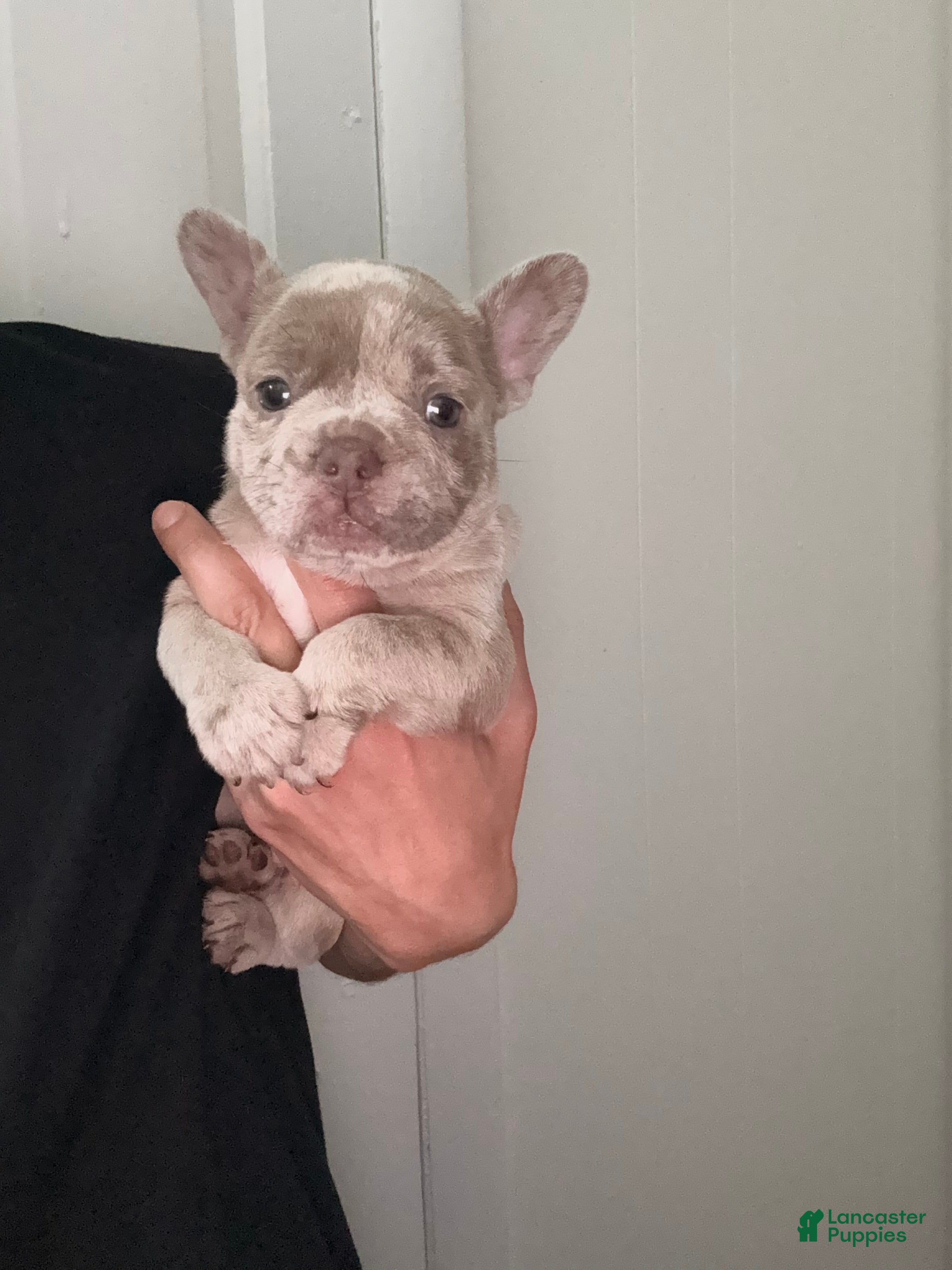 French Bulldog dogs Olaf - Ad 35