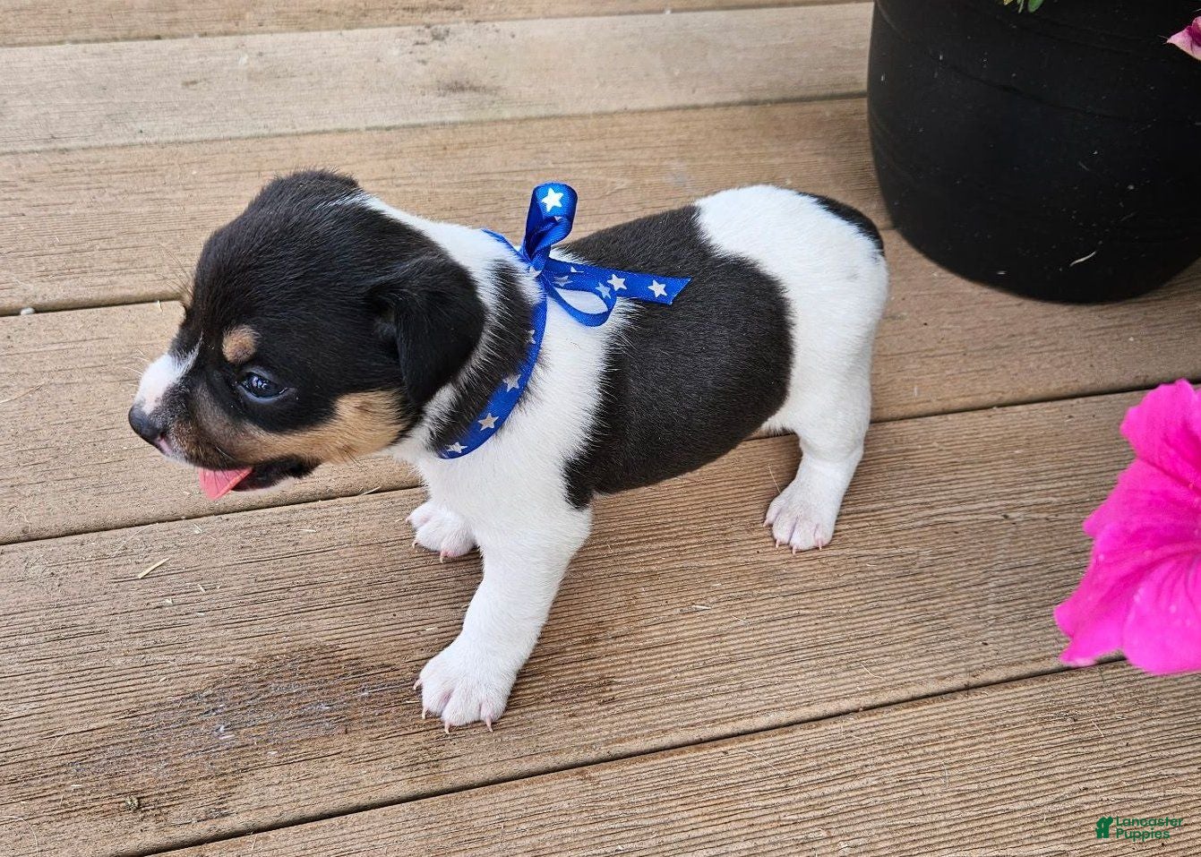 Rat Terrier dogs Luke - Ad 1
