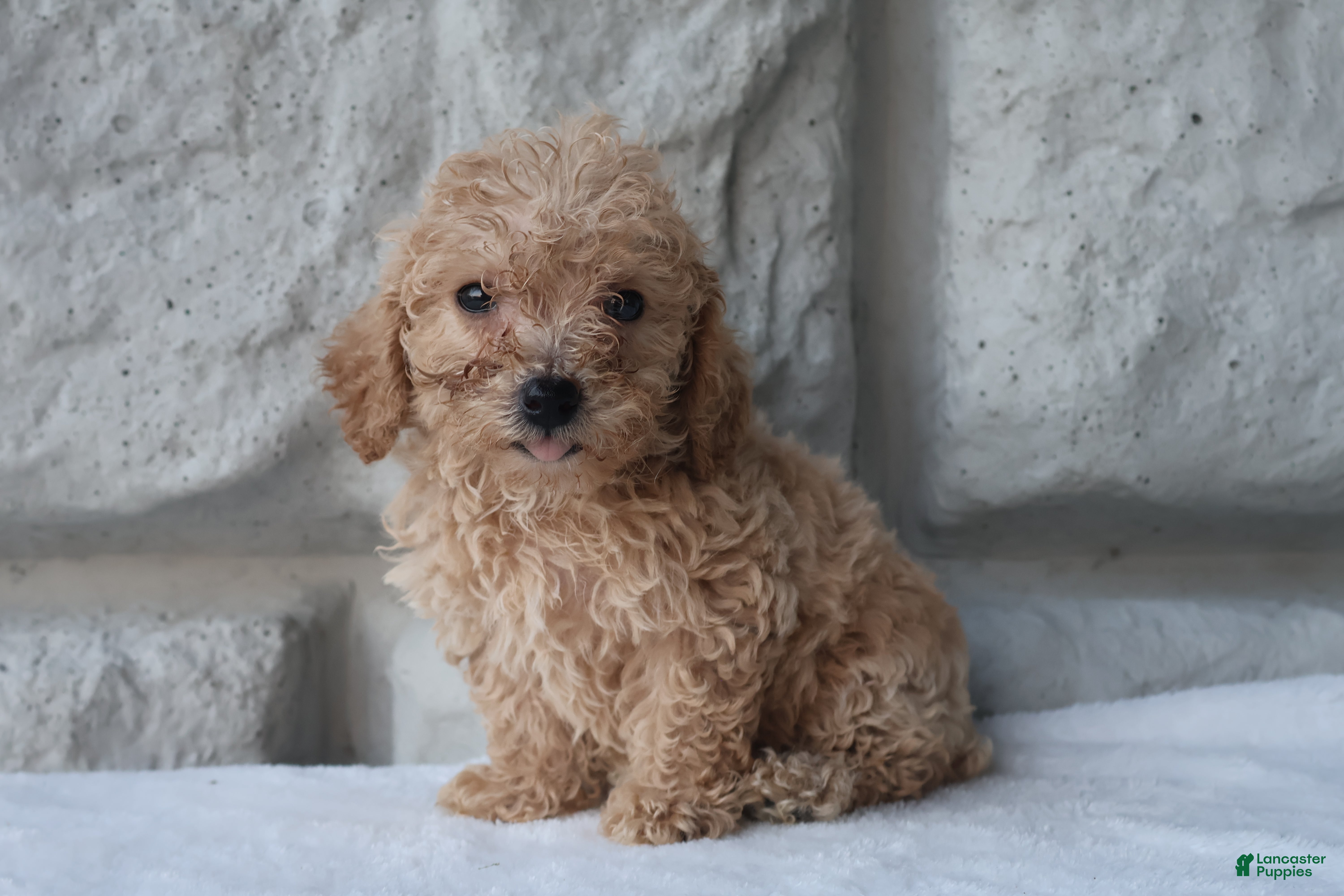 Bichpoo dogs Molly - Ad 1