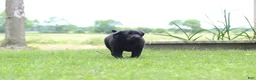 Labrador Retriever dogs for sale: Clark - Ad 4