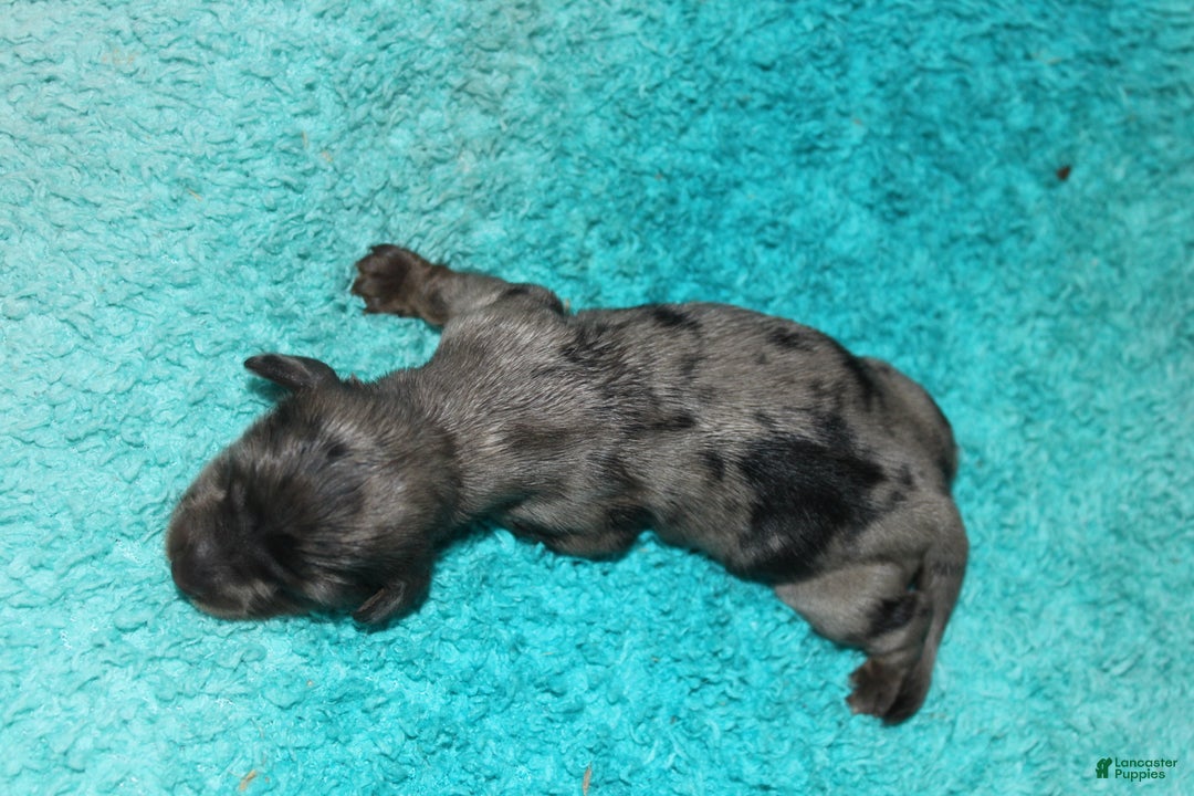 Miniature Dachshund dogs for sale: Molly Mini - Ad 9