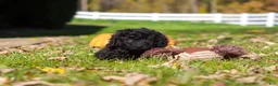 Cavapoo dogs for sale: Vince - Ad 12