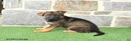 German Shepherd dogs for sale: Olivia - Ad 3
