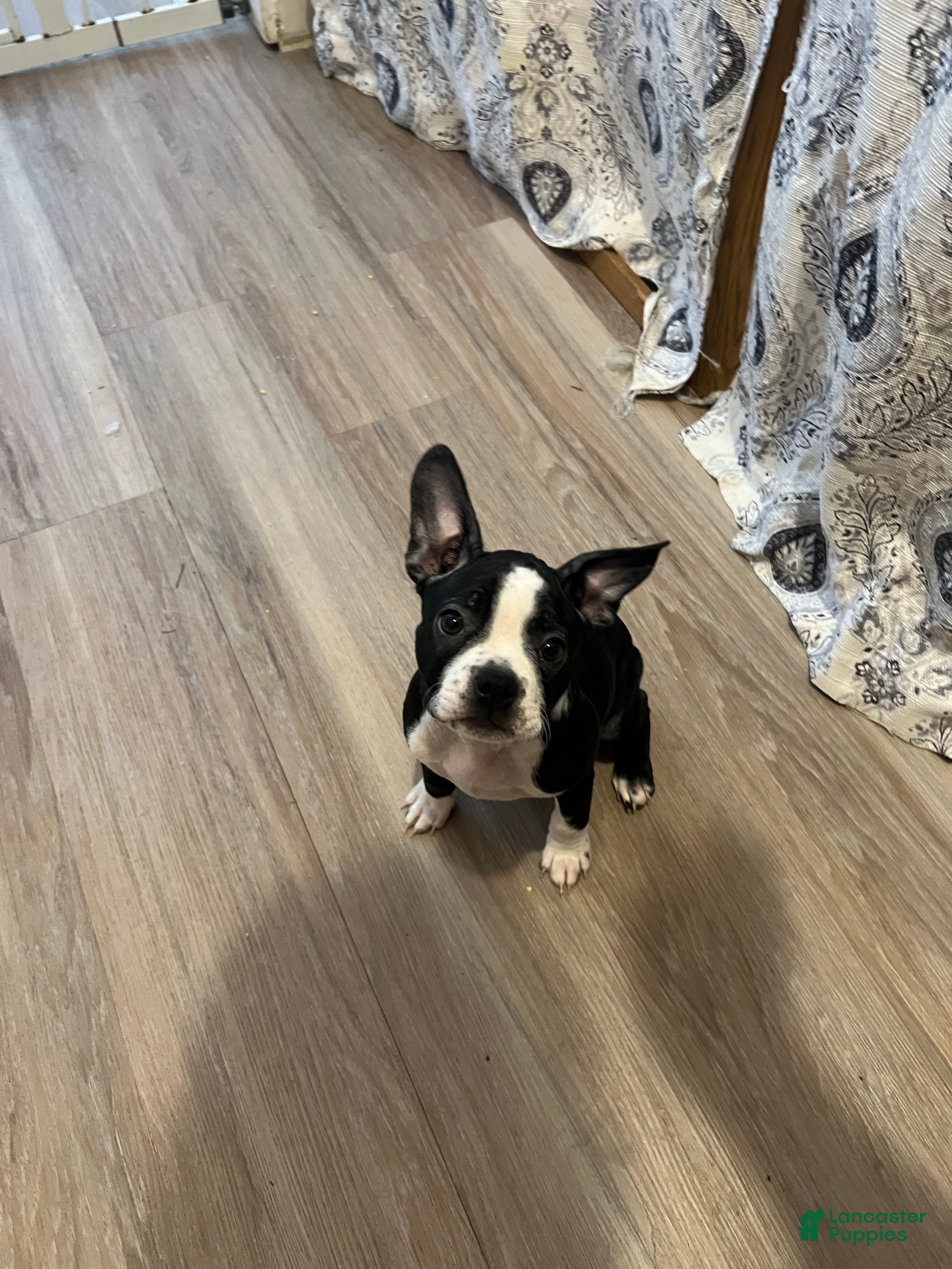 Boston Terrier dogs Olive - Ad 38