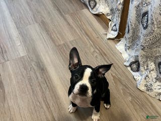 Boston Terrier dogs Olive - Ad 38