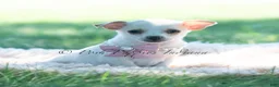 Chihuahua dogs for sale: Dottie - Ad 3