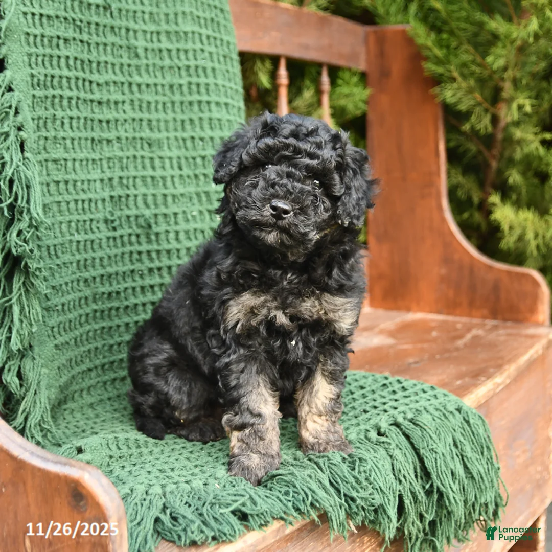 Mixed Breed dogs for sale: Tessa - Ad 3