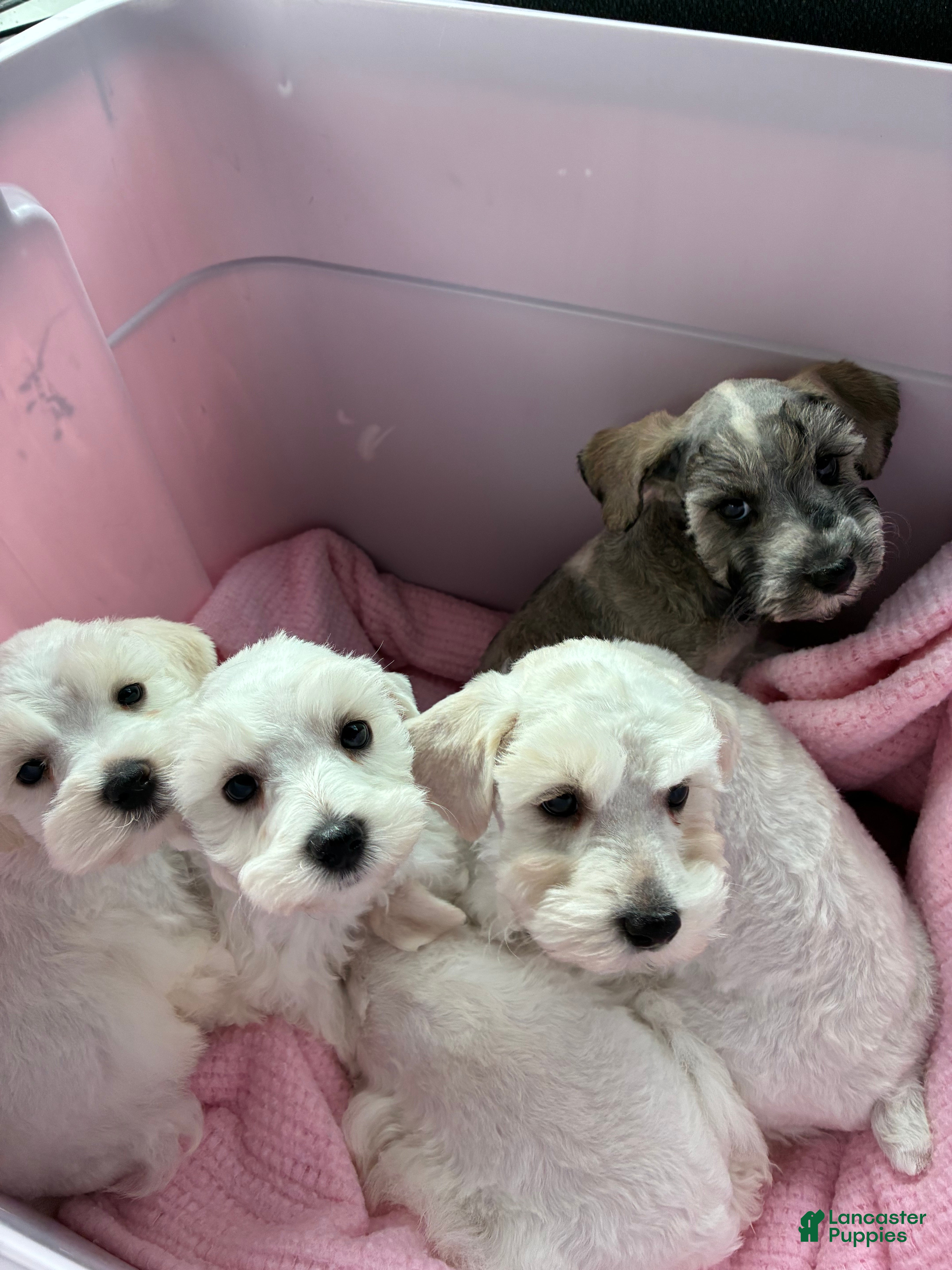 Schnauzer dogs Sam - Ad 2