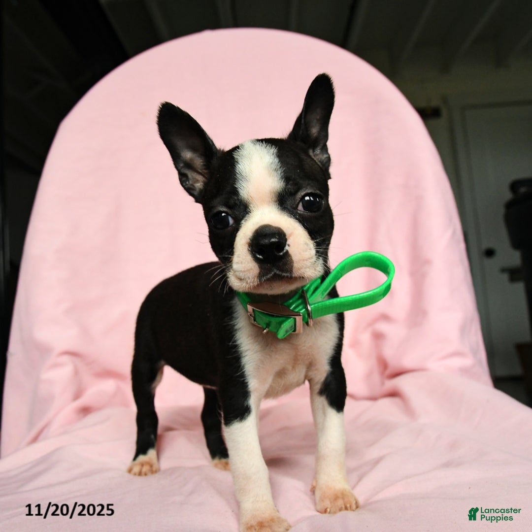 Boston Terrier dogs for sale: Tamara - Ad 3