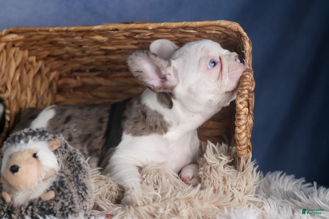 Frenchton dogs for sale: IZZY - Ad 17