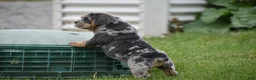 Beabull dogs for sale: Athena  - Ad 6