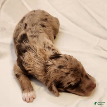 Mini Aussiedoodle dogs for sale: Ginger Female Red Merle with White Accents - Ad 6