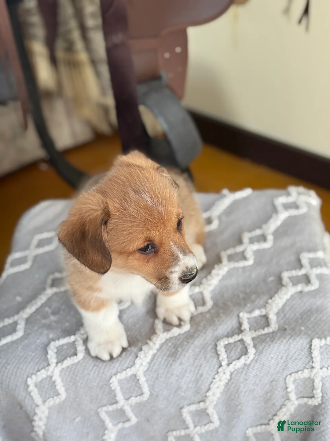 Welsh Corgi Pembroke dogs for sale: Frankie - Ad 4