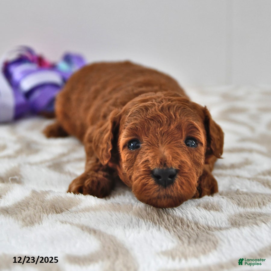 Mini Goldendoodle dogs Chloe - Ad 35