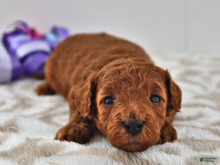 Mini Goldendoodle dogs Chloe - Ad 35