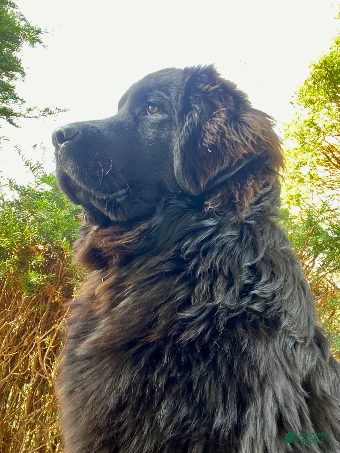 Newfoundland dogs for sale: Charlie  - Ad 8