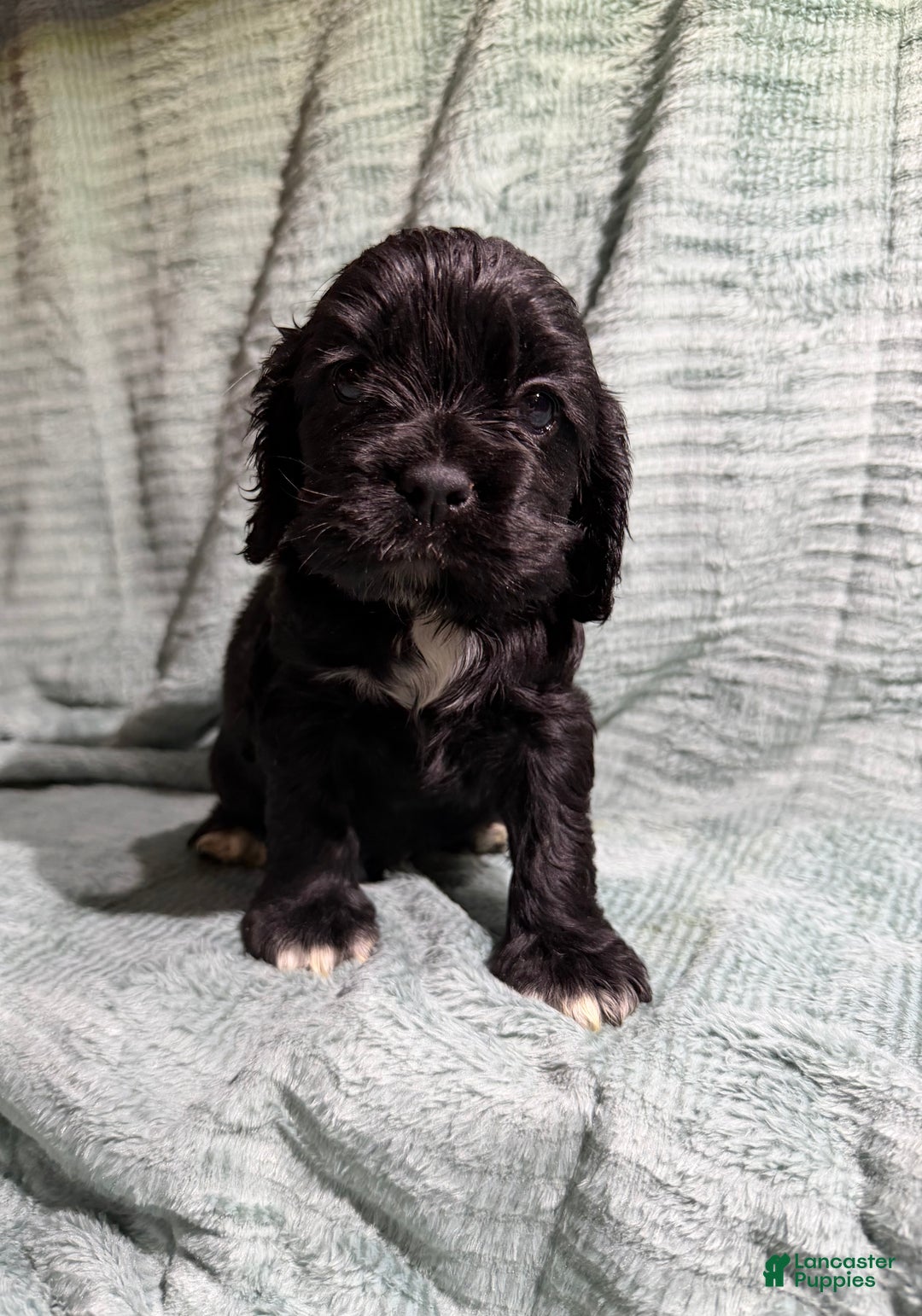 Cocker Spaniel dogs for sale: Cocker Spaniel Puppy 4 - Ad 1