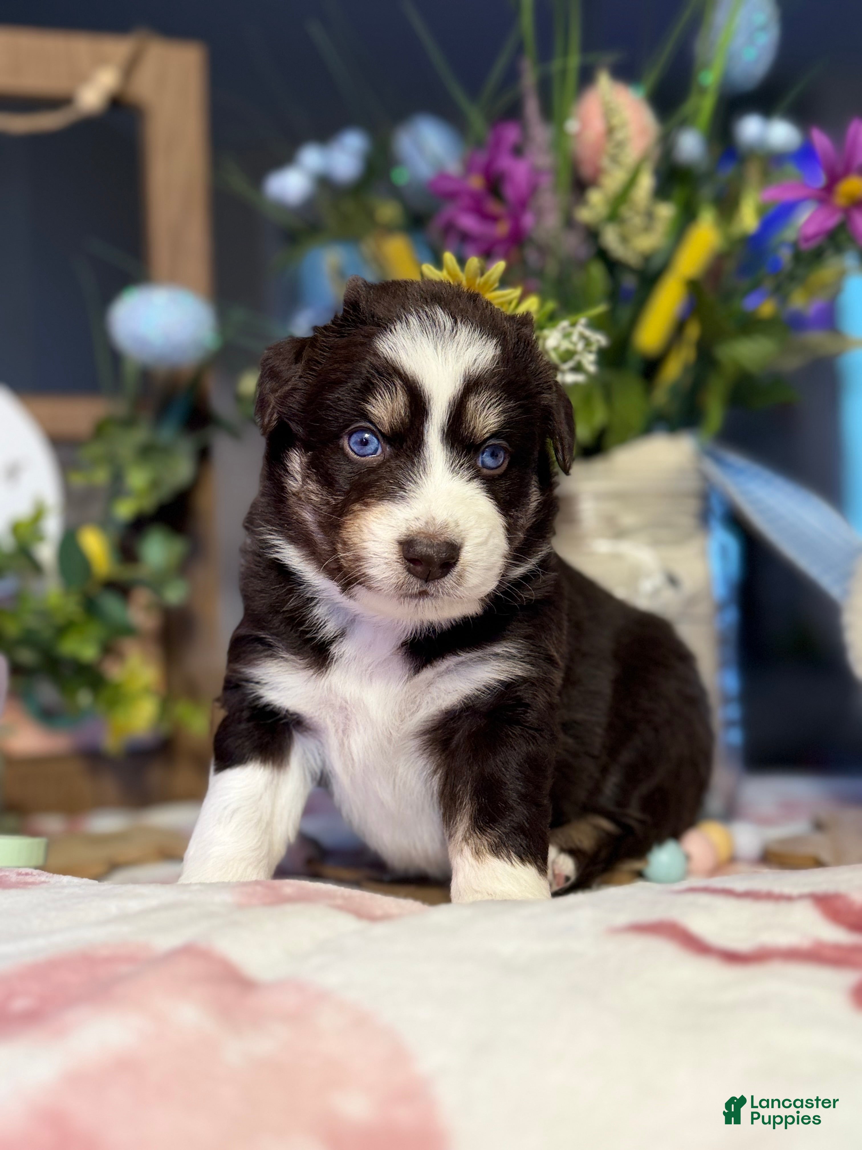 Australian Shepherd dogs Australian Shepherd Puppy 7 - Ad 22