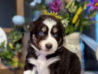 Australian Shepherd dogs Australian Shepherd Puppy 7 - Ad 22
