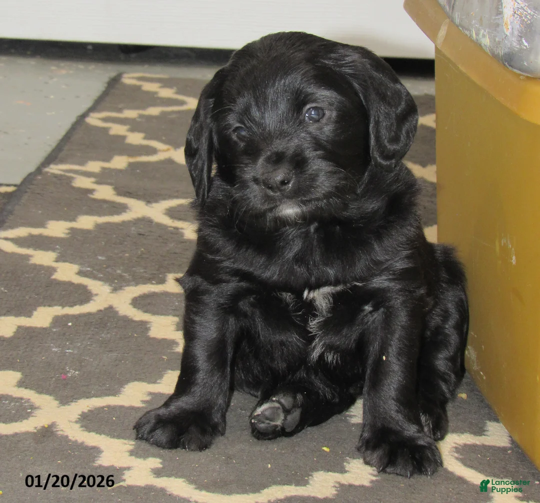 Labradoodle dogs for sale: Milo - Ad 7