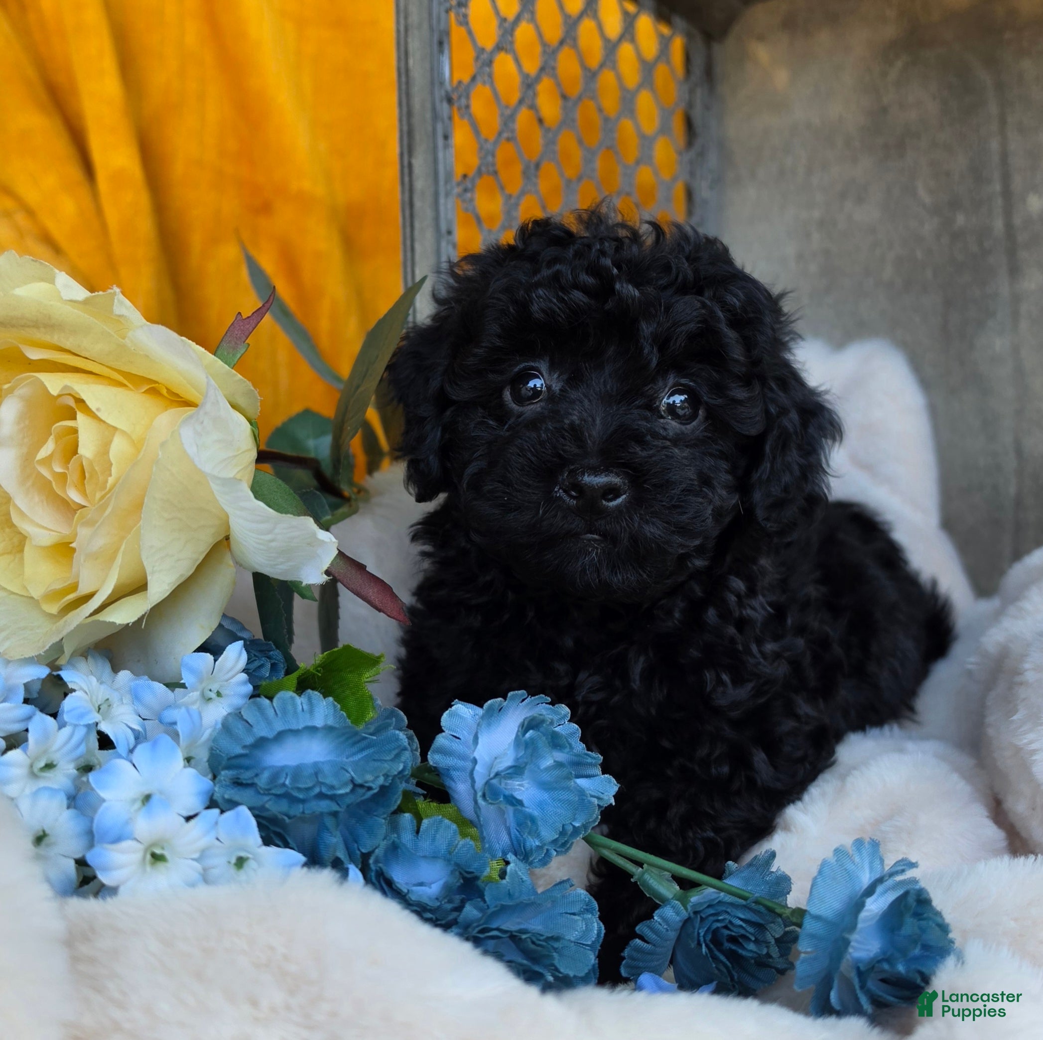 Toy Poodle dogs Blackie - Ad 1