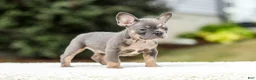 French Bulldog dogs for sale: Miles – Blue & Tan Merle - Ad 4