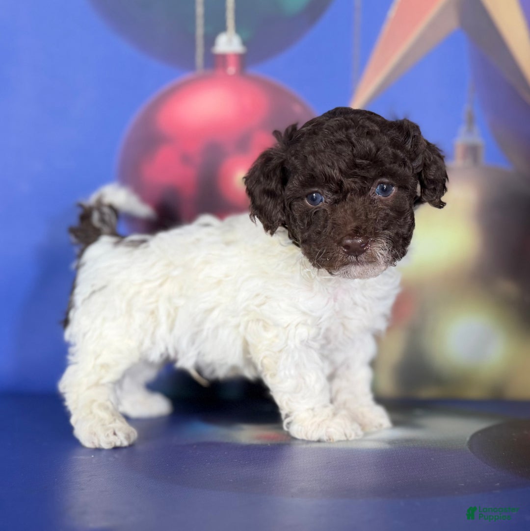 Toy Poodle dogs for sale: ACA DNA cocoa puff - Ad 3
