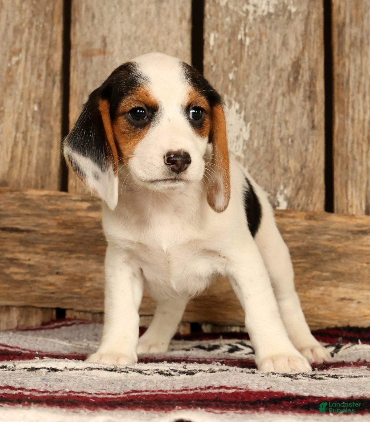 Beagle dogs for sale: Candy - Ad 4