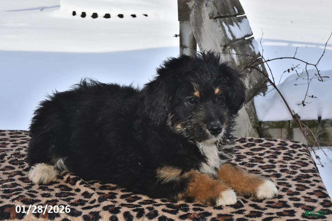 Aussiedoodle dogs for sale: Muffin - Ad 2