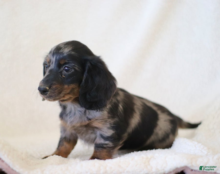 Miniature Dachshund dogs for sale: Whisper - Ad 5