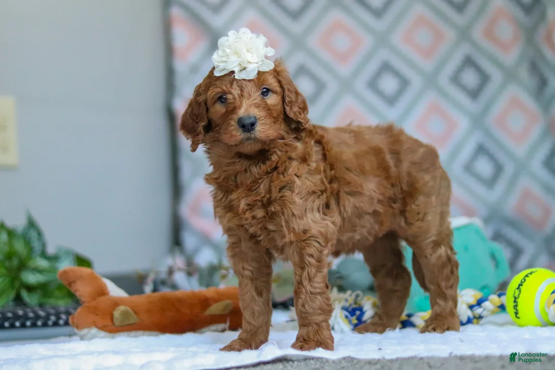Goldendoodle dogs for sale: Molly - Ad 4