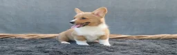 Welsh Corgi Pembroke dogs for sale: Tempest - Ad 3