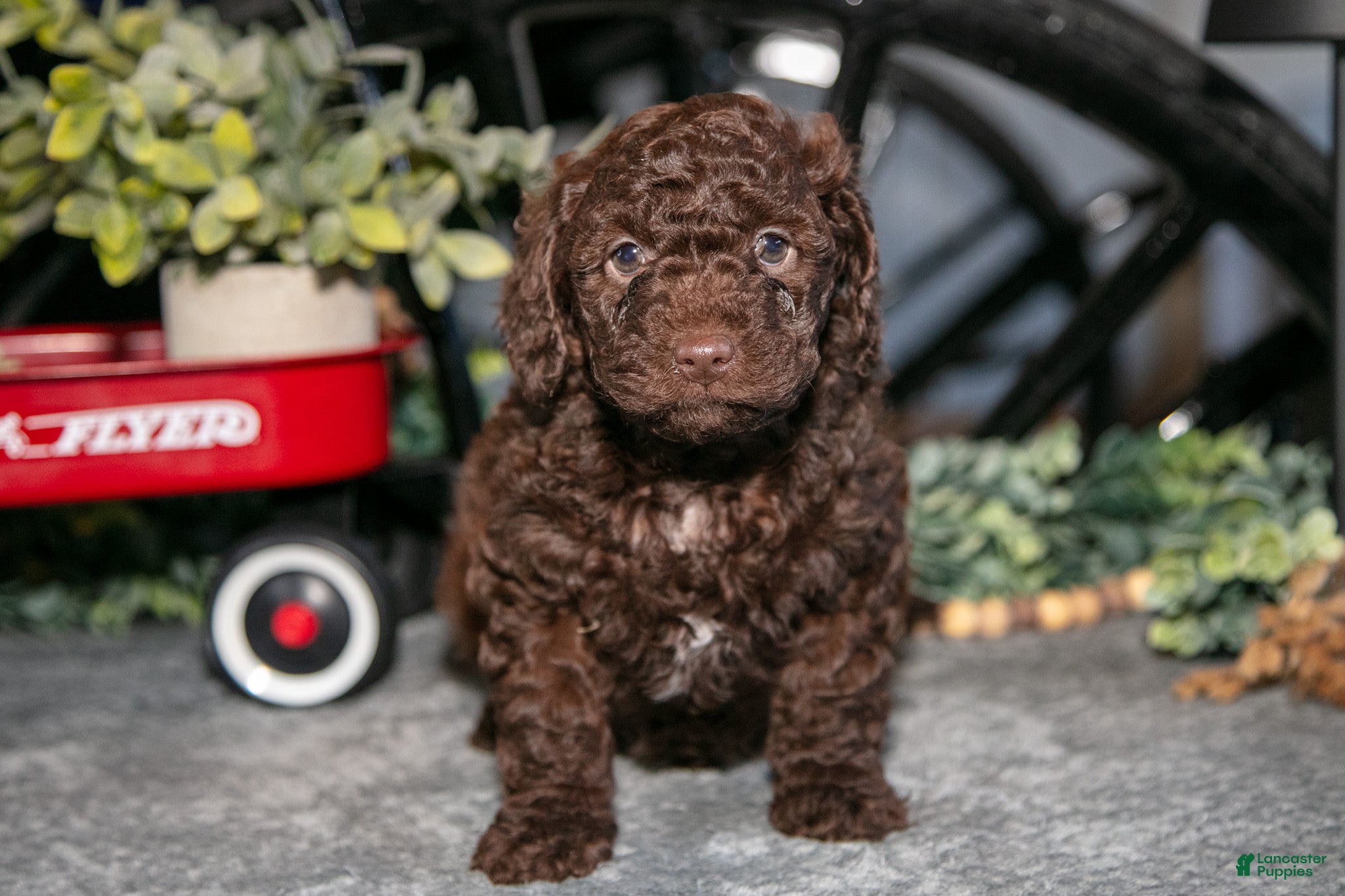 Mixed Breed dogs Juno - Ad 6