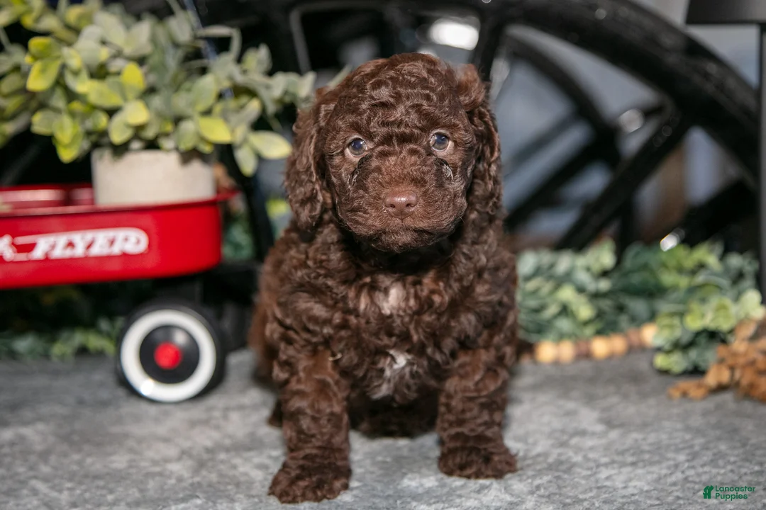 Mixed Breed dogs for sale: Juno - Ad 1