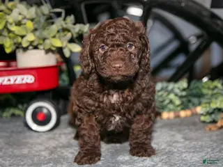 Mixed Breed dogs Juno - Ad 6