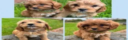 Cavapoo dogs for sale: Katie  - Ad 7