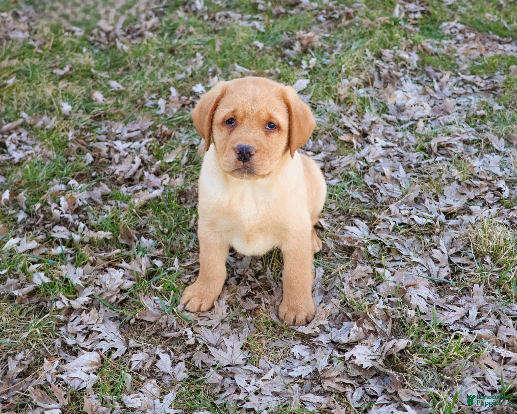 Labrador Retriever dogs Eddie - Ad 42