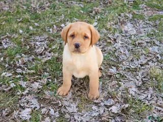 Labrador Retriever dogs Eddie - Ad 3