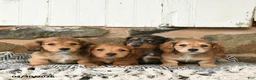 Miniature Dachshund dogs for sale: Karla - Ad 5