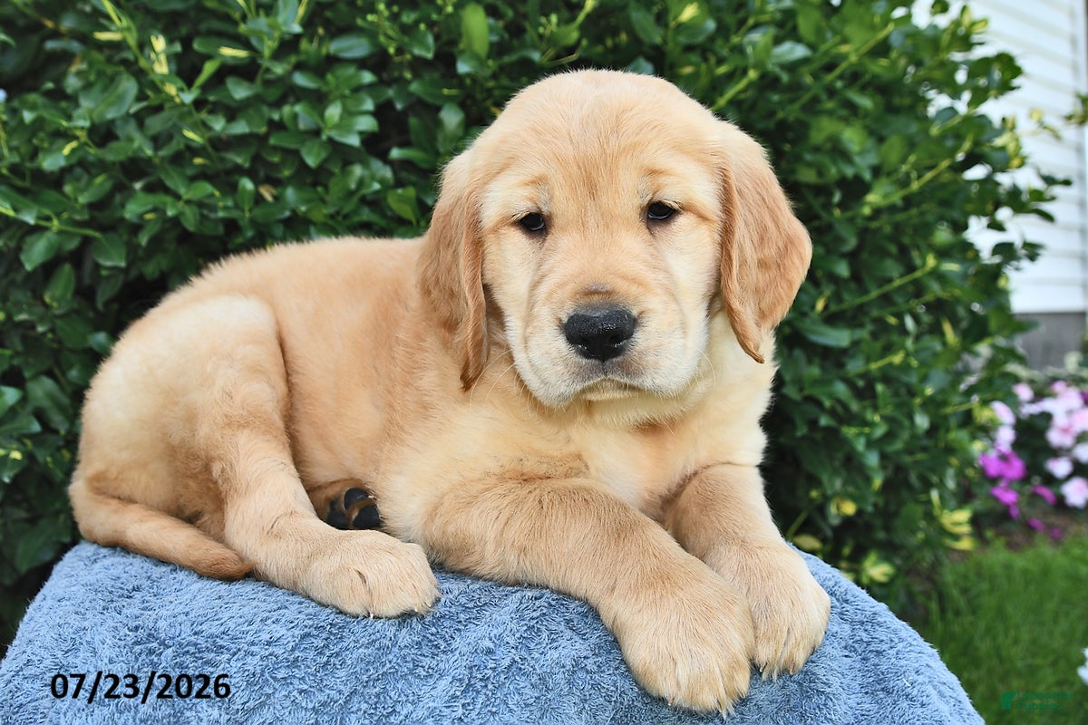 Golden Retriever dogs for sale: Lily - Ad 2
