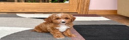 Cavapoo dogs for sale: Cavapoo F1b Male Puppy 1 - Ad 5